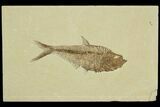 Detailed, Diplomystus Fossil Fish - Wyoming #92888-1